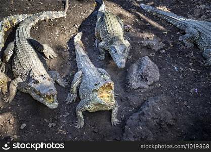 Crocodiles with open mouth waiting for lunch at the farm in Cuba.