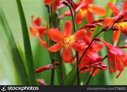 Crocosmia or Montbretia plant in bloom with orange flowers .. Crocosmia or Montbretia plant in bloom with orange flowers