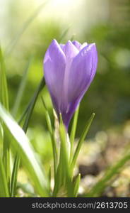 Crocus