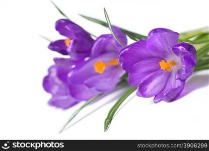 crocus bouquet isolated on white