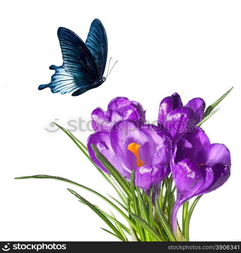 crocus bouquet with butterfly isolated on white