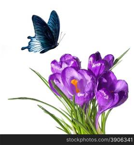 crocus bouquet with butterfly isolated on white