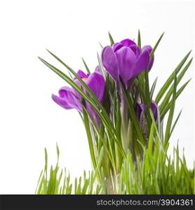 crocus bouquet with green grass isolated on white background. crocus bouquet isolated on white