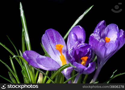 crocus bouquet with water drops isolated on black