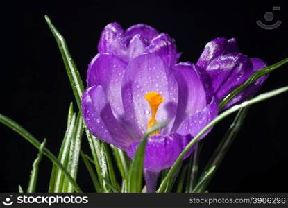 crocus bouquet with water drops isolated on black