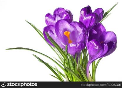 crocus bouquet with water drops isolated on white