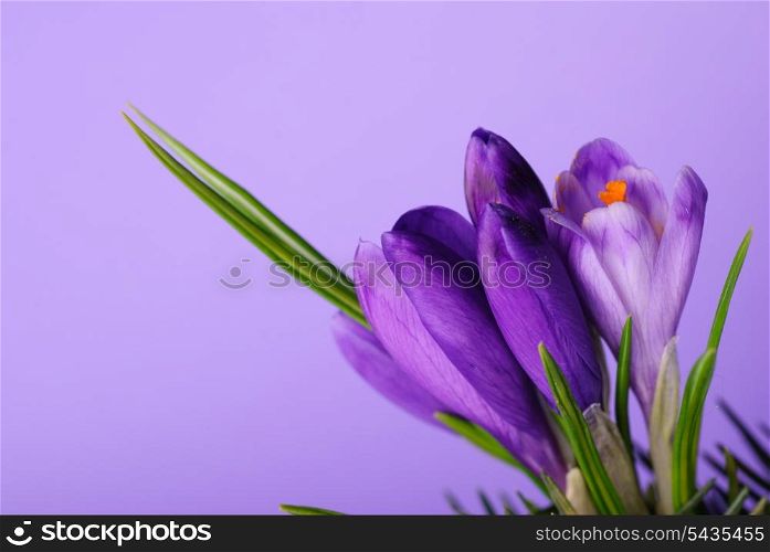 Crocus close up on violet background