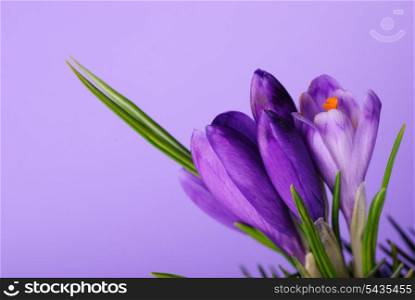 Crocus close up on violet background
