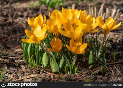 Crocus (Crocus), flowers of spring