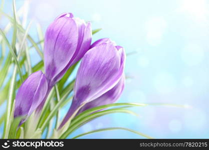 crocus flower. crocus flower