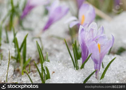 crocus flowers