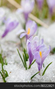 crocus flowers