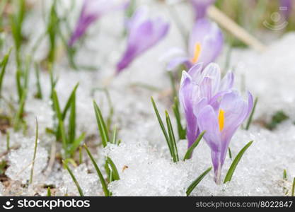 crocus flowers