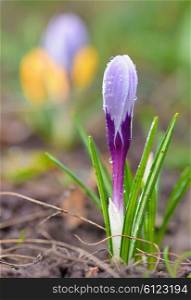 Crocus flowers and drops in spring time