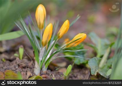 Crocus flowers and drops in spring time
