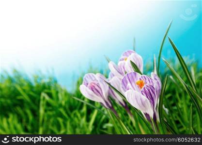 Crocus flowers in fresh spring grass under blue sky