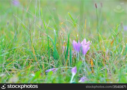 crocus flowers in spring time