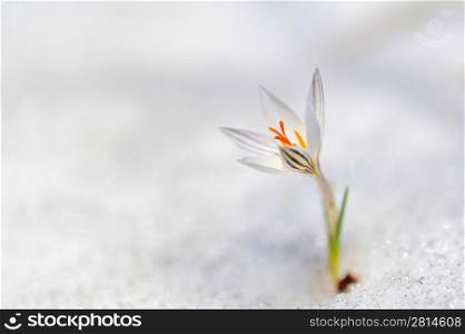 crocus flowers in the snow