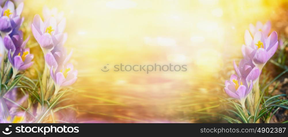 crocus on sunny bokeh nature backgrpond, banner for website