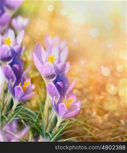 crocus over sunny blurred nature background with bokeh, close up