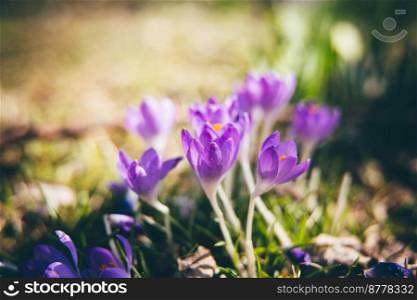 Crocus purple flowers in sunny garden . Early spring flowers. Blurry background. Nature floral background. Crocus purple flowers in sunny garden