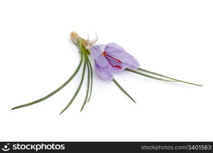 Crocus sativa flower on white background