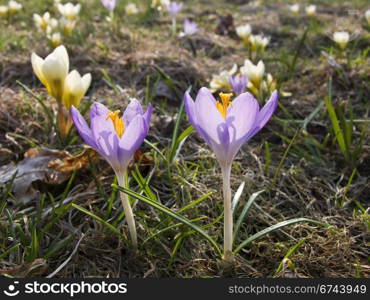 crocus, spring scene. crocus in a park in spring, beautiful flowers