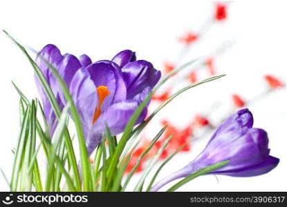 crocus with red blurred flowers