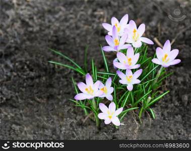 Crocuses close-up. White Crocus flowers blooming in the spring.