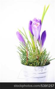 Crocuses closeup isolated on white background