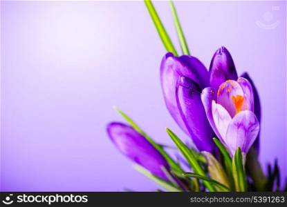 Crocuses closeup on violet background