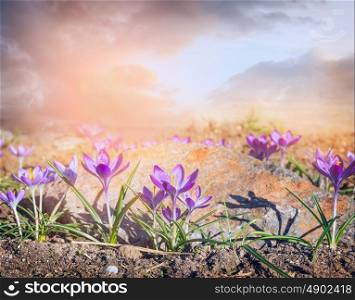 Crocuses field over sky, spring nature background