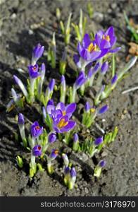 Crocuses grown out of the ground in early spring