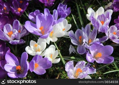 Crocuses in various shades of purple and white in a field