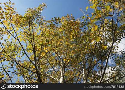 Crohn tree with yellow leaves against the blue sky