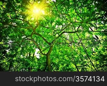crone of the tree with sun