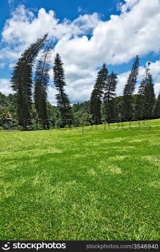 Crooked Cook Pines (Araucaria columnaris) in Peradeniya Botanical Gardens. Kandy, Sri Lanka