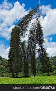 Crooked Cook Pines (Araucaria columnaris) in Peradeniya Botanical Gardens. Kandy, Sri Lanka
