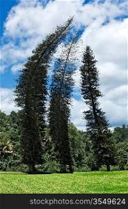 Crooked Cook Pines (Araucaria columnaris) in Peradeniya Botanical Gardens. Kandy, Sri Lanka