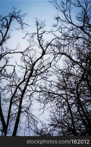 Crooked dark branches of winter trees without leaves in the city park.