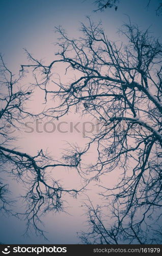 Crooked dark branches of winter trees without leaves in the city park, filtered.