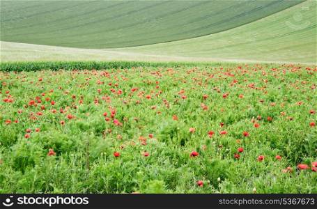 Crop field landscpae with wild poppies