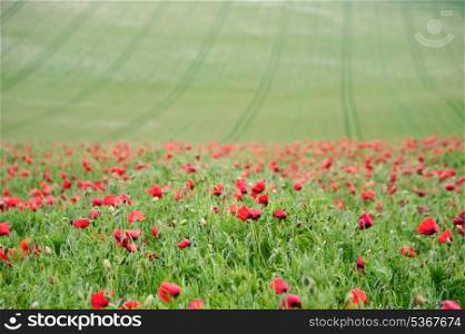 Crop field landscpae with wild poppies