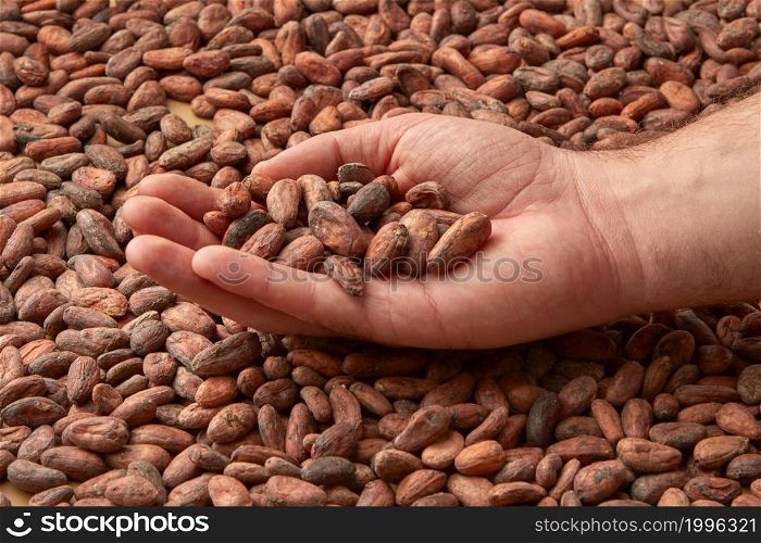 Crop hand of mal with pile of organic raw unpeeled beans of Theobroma cacao tree. Crop person showing unpeeled raw cocoa beans