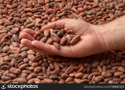 Crop hand of mal with pile of organic raw unpeeled beans of Theobroma cacao tree. Crop person showing unpeeled raw cocoa beans