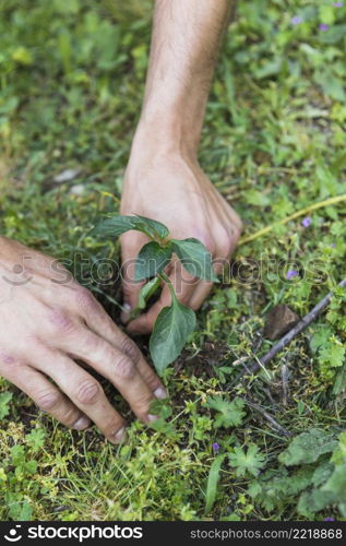 crop hands planting seedling