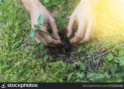crop hands planting sprig