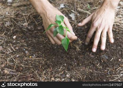 crop hands plantng sprout into dirt
