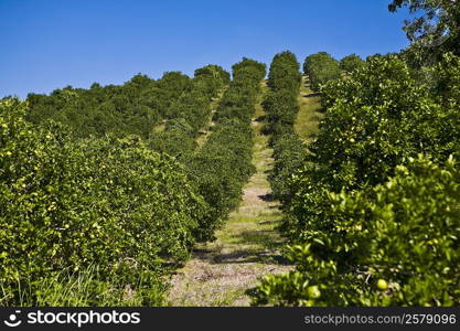 Crop in a field, Hidalgo, Papantla, Veracruz, Mexico