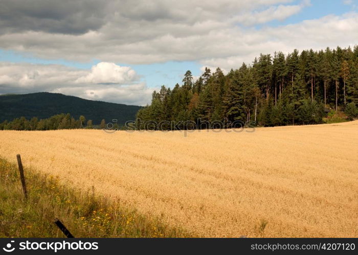 Crop in a field, Highlands, Norway